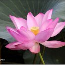 강주연못 이미지