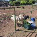 청초목장 이미지