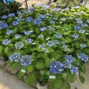 해도5시장 | 용인 남사 화훼단지 데이트 🌼 구경만 해도 힐링되는 꽃시장 솔직후기