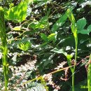 고실농장 이미지