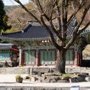 진주 정평리 무환자나무 | 진주 사찰 응석사 | 집현산 무환자나무가 있는 천년고찰