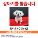 핑크강아지 이미지