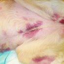 날으는 동물병원 이미지