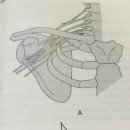 The sternoclavicular articulation 이미지