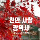 광덕사 | 천안 사찰 호두나무전래지 광덕산 등산코스, 광덕사 방문후기