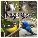 늦은 어청도 탐조 후기 : 2025년 5월 2일 with 니콘 P1000