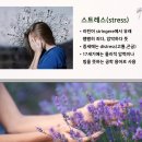영국인문학 (회복,그리고 시작) | 컬러와 함께하는 향기인문학 시니어 낙서테라피 특강