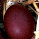 THE EXTRA-RUSSET-RED EGG OF THE MARANS 마란 종의 특별한 적황갈색 달걀 이미지