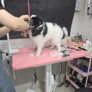 버들강아지 | 대구애견미용 맡기면 안심, 솔직 후기