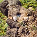 오조리-1 이미지