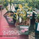 청일조경