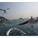 부산갈매기 이미지