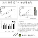 레인포러스