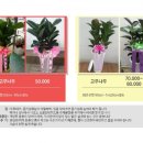 플라워비니 이미지