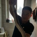 장어친구 Daum카페