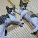 미스고 PC 이미지