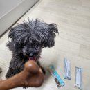 댕댕이묭실 이미지