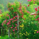 "5천 원 내고 이런 풍경을?" 장미·데이지로 물든 ‘가성비 최고’ 봄꽃 축제 이미지