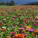 가곡 유황온천 국민여가캠핑장 이미지