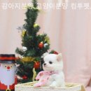 강아지분양 고양이분양 컴투펫 수원점 이미지