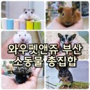 와우펫앤쥬 부산점 이미지