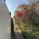 벚꽃향기민박 | 2월 쓰시마