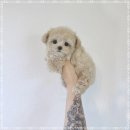 플라워퍼피 이미지