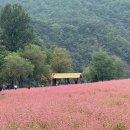 동강빌리지 | 한국의 스위스 영월 여행 동강빌리지카라반 홍메밀축제 개화현황