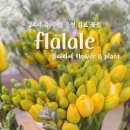 플라라레 이미지