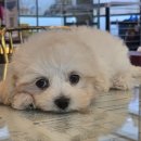 도그마루 강아지 고양이 울산점 이미지
