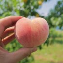 영천농장 이미지