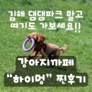 203 | 김해 강아지카페 하이멍🐾 2000평 운동장에 수영장까지, 반려견 천국 찐 후기 (봄 나들이 강추)