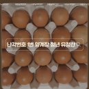화성양계장 | (양계장 청년 유정란 자연방사) 유정란 난각1번 계란구매 후기