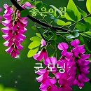 아름다운 들꽃길 ㅡ아침 걷기 운동길ㅡ 꽃 장 윤정 노래ㅡ 들꽃이 될게요 임 영웅 노래ㅡ 흰꽃 유미 노래ㅡ 이미지