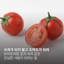 도마도마도 이미지