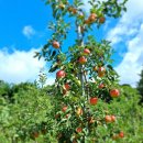 거창-고제-1 이미지