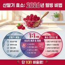 정성계량공사 | 2026년 여름철 붉은 보석, 산딸기 효능 및 효소 만드는 법 직접 해보니 생각보다 쉽네요