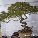 소나무 PC 이미지