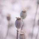 초심(初心)