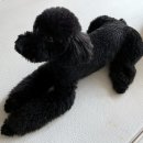 독앤걸즈 이미지