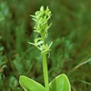 [﻿﻿4월 15일 탄생화] 펜 오키드(Pen Orchid) : 훌륭함 이미지