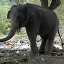 코사무이 코끼리트레킹투어도중 코끼리로부터 공격당해 스코틀랜드여행객 한명 죽다.-2월1일 어제 월요일발생 이미지