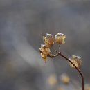 무얼까요? (고광나무 열매 송이풀 열매) 이미지