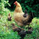 황봉농장 이미지