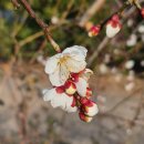 [토요산행]2월 첫째 주(더데오름,각시바위,새섬) 이미지