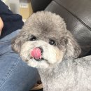 단정하개 애견미용실 | 생긴지 반년이 지난 시점🐶], 파양견 입양 후기, 강아지 용품 후기, 추천, 품종견을 입양하게된 사연...