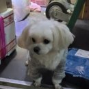 보듬어 줄개 이미지