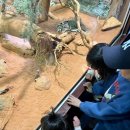 삼평지 | 삼 남매와 함께한 Sydney Zoo, 주말 나들이 이야기 🐨🦘