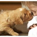 행복한 강아지 이미지