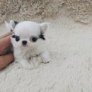 함박이네 애견샵 이미지